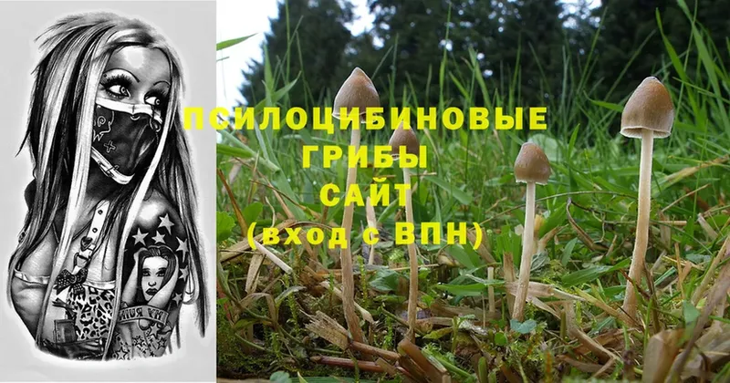 даркнет сайт  Кызыл  Псилоцибиновые грибы MAGIC MUSHROOMS 